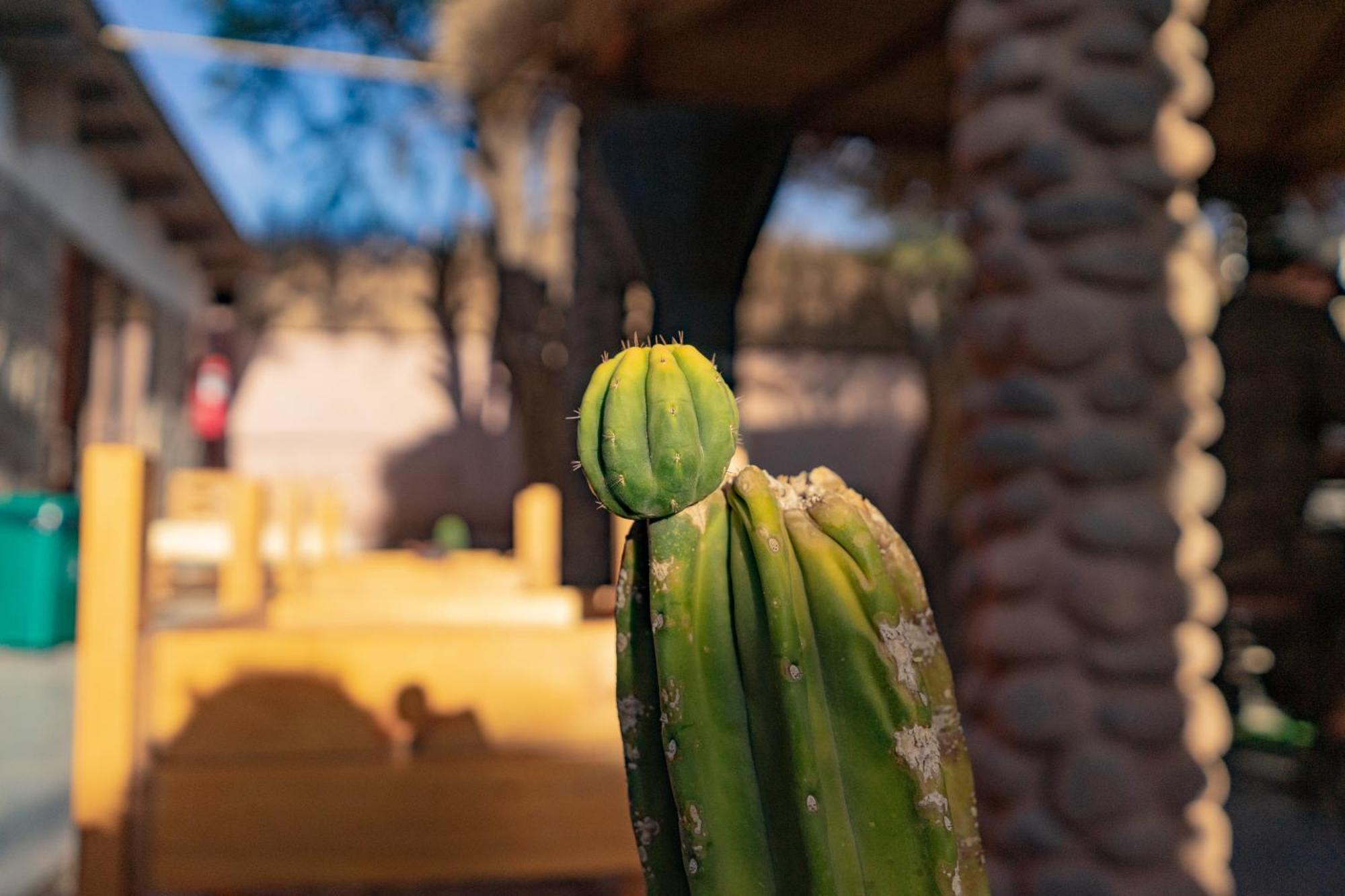 Hostal Katarpe San Pedro de Atacama Dış mekan fotoğraf